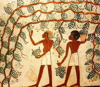 Pin, DIN XVIII, Cogiendo uvas, Tumba de Nakht, poca de Thutmosis IV, 1419-1386