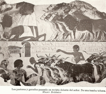 Pin, DIN XVIII, Pastores y ganado pasando revista ante el seor,  umba tebana, . Britnico, Londres