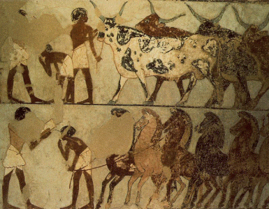 Pin, DIN XVIII, Pastores, bueyes y caballos,Tumba de Thanuny