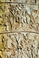 Esca, II, Columna de Trajano, Conquista de la Dacia, Fuste, Detalle, Imperio, Roma, 113