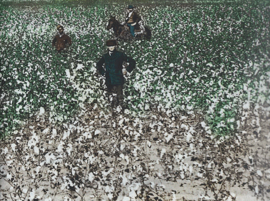 Art, Fotograf, XIX, Esclavos en campos de algodn, USA