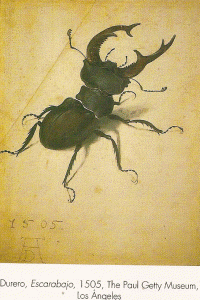 Pin, XV-XVI, Durero, Albert, El escarabajo, The Paul Getty Museum, Los Angeles, USA, 1505