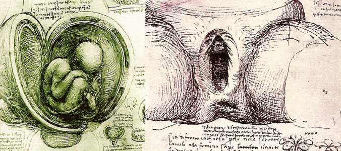 Dibujo, XV-XVI, Vinci, Leonardo da, Anatoma, Aparato reproductor femenino con feto