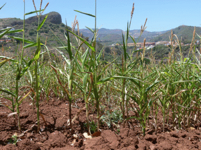 Geo, Econmica, Agricultura, Cereales, Canarias