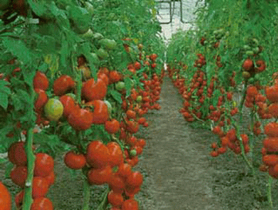 Geo, Canarias, Econmica, Agricultura, Tomates