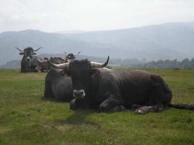Geo, Cantabria, Econmica, Ganadera, Toros y vacas tudancos
