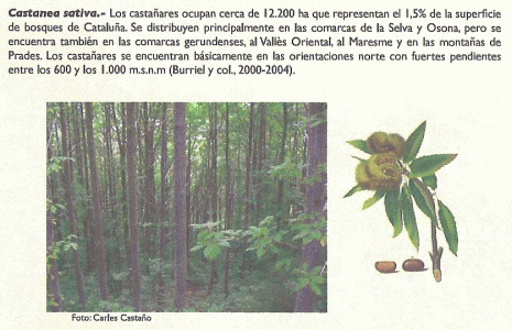 Geo, Catalua, Econmica, Explotacin forestal, Castanea sativa o Castao