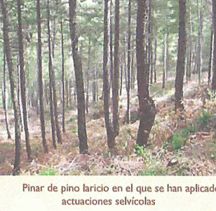 Geo, Catalua, Econmica, Explotacin forestal, Pino laricio, plantacin