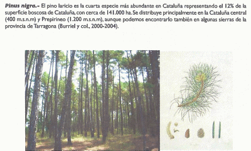 Geo, Catalua, Econmica, Explotacin forestal, Pinus nigra o laricio