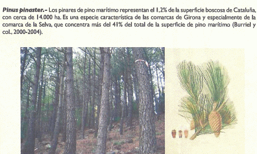 Geo, Catalua, Econmica, Explotacin forestal, Pinus Pinaster