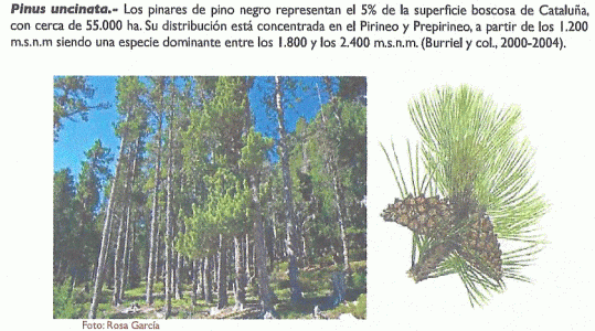 Geo, Catalua, Econmica, Explotacin forestal, Pinus Uncinata