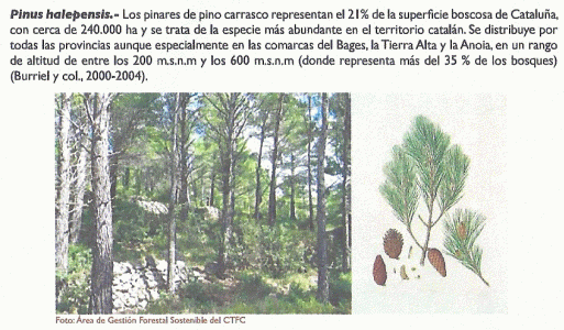 Geo, Catalua, Economca, Explotacin forestal, Pinua Halepensis