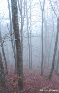 Fsica, Euskadi, Vegetacin, Bosque de Hayas entre la niebla