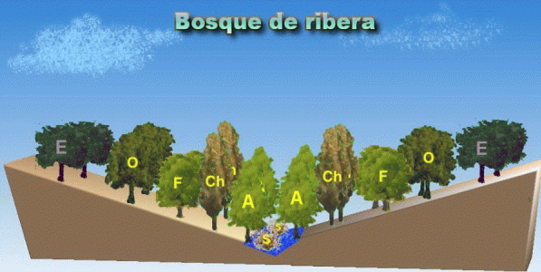 Geo, Extremadura, Fsica, Vegetacin, Bosque de ribera, Gradacion