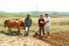 Econmica, Agricultura, Tradicional, Marruecos
