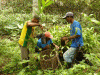 Agricultura Tradicional y Silvicultura Brasil