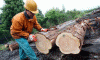 Economica Explotacion Forestal Peru