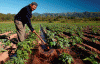 Economica  Agricultura Tradicional Agricultor Peru