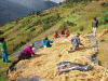 Economica Agricultura  Tradicional Peru