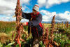 Economica Agricultura  Tradicional Quinua Peru