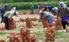 Economica Agricultura Tradicional Cebollas Peru