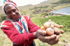 Economica Agricultura Tradicional Patatas Peru