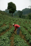 Economica Agricultura Tradicional Peru