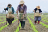 Economica Agricultura Tradicional Peru