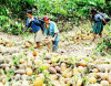 Economica Agricultura Tradicional Pina Peru