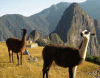  Humana Machu Pichu Llamas Peru