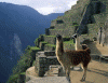 Humana Machu Pichu llamas Peru