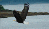 Fauna Salvaje Aguila Calva Alaska USA