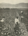 Economica Agricultura Plantacion de algodon Tradicional en el Sur 1921