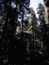 Fisica Vegetacion Parque Nacional Redwood Secuoyas California USA