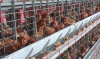 onomica Ganaderia Avicultura oderna njaulada en Bateria Carne USA