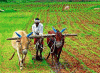 Economica Agricultura Tradicional Arado de la tierra India