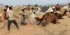 Economica Ganaderia Camelidos Feria India