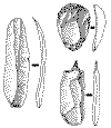 Paleolitico Superior Hoja de silex, raspador y perforador