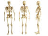 Esqueleto Humano Actual