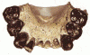 Australopitecus Bahrelghazali 3000000 Mlls Aos aC