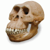 Australopithecus Anamensis 4 Mlls Aos