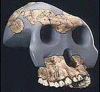 Hominidos Australopithecus Garhi 2,5 millones anos 450 cc Etiopia