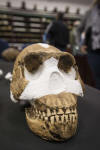 Homo Naledi Sudafrica  2,5-2 Mlllls Aos aC.