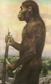 Mominido Australopithecus Afarensis 350-530 cc 4-3 Mlls Aos Etiopia