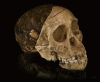 Prehistoria Australopithecua Afarensis Lucy Surafrica 385 a 550 cc 4- 3 Mll Aos