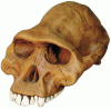 Prehistoria Hominidos Atstralopithecus Afarensis 3,5 mlls Aos