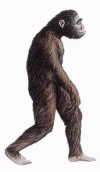 Prehistoria Hominidos Australopithecus Afarensis Lucy  350 550 cc 4-3 mlls Aos Etiopia 