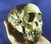 Prehistoria Hominidos Australopithecus Afarensis Lucy 385 a 550 cc  4-3  Mlls Aos