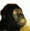 Prehistoria Hominidos Australopithecus Anamensis 4- 2 mlls Aos  Etiopia 