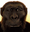 Prehistoria Hominidos Australopithecus Bosei 1,8 Mlls Aos